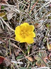 Potentilla aurea