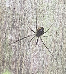 Oligolophus hanseni