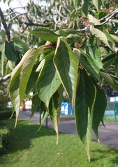 Prunus