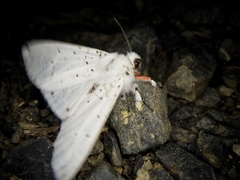 Spilosoma punctaria