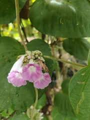 Argyreia wallichii