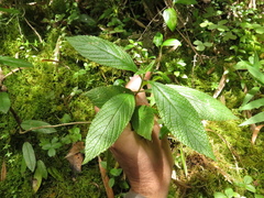 Lippia hirsuta