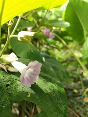 Argyreia wallichii