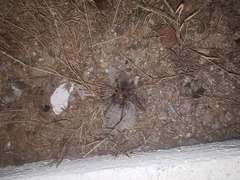 Aphonopelma eutylenum