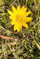 Tragopogon orientalis