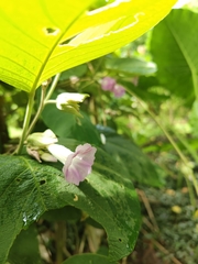 Argyreia wallichii