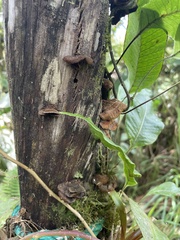 Hymenochaete rubiginosa