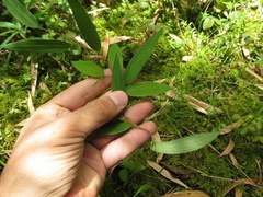 Bomarea multiflora
