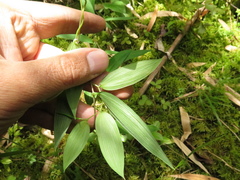 Bomarea multiflora