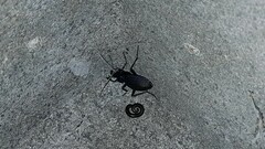Carabus intricatus