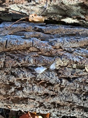 Biscogniauxia atropunctata