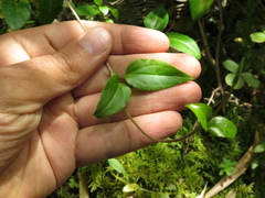 Valeriana clematitis