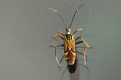 Miris striatus