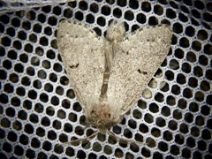 Cnethodonta grisescens