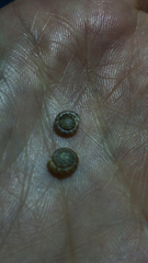 Discus rotundatus