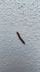 Trigoniulus corallinus