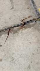 Dryophylax hypoconia