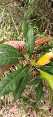 Elaeocarpus reticulatus