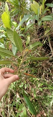 Elaeocarpus reticulatus