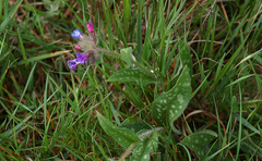 Pulmonaria officinalis