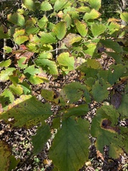 Hamamelis