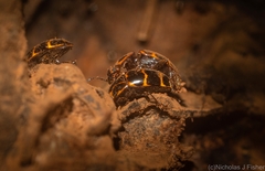 Episcaphula tamburinea