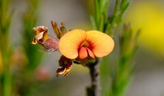 Dillwynia sericea