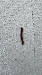 Trigoniulus corallinus