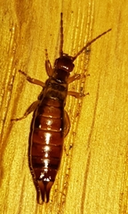 Forficulinae