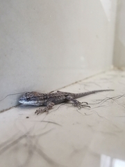 Urosaurus nigricauda