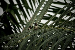 Spermestes cucullata