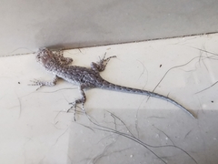 Urosaurus nigricauda