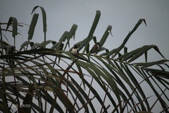 Spermestes cucullata