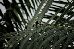 Spermestes cucullata