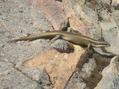 Trachylepis punctatissima