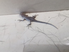 Urosaurus nigricauda