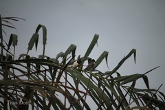 Spermestes cucullata