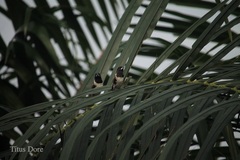 Spermestes cucullata