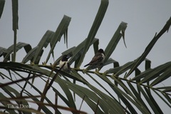 Spermestes cucullata