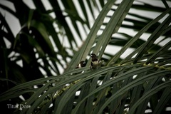 Spermestes cucullata