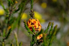 Dillwynia sericea