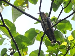 Chondrohierax uncinatus