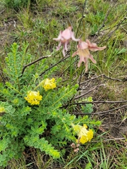 Lasiosiphon anthylloides