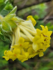 Lasiosiphon anthylloides