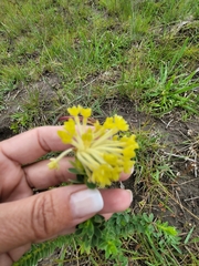 Lasiosiphon anthylloides