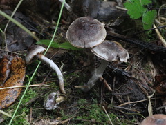 Cortinarius decipiens