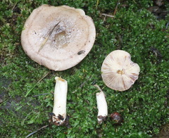 Lactarius uvidus