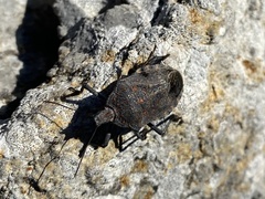 Apodiphus amygdali