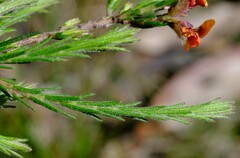 Dillwynia sericea