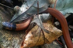 Aparallactus capensis